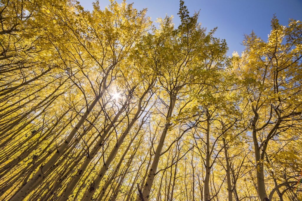 Looking up into a stand of aspens with bright yellow fall leaves, sun shining through against a blue sky