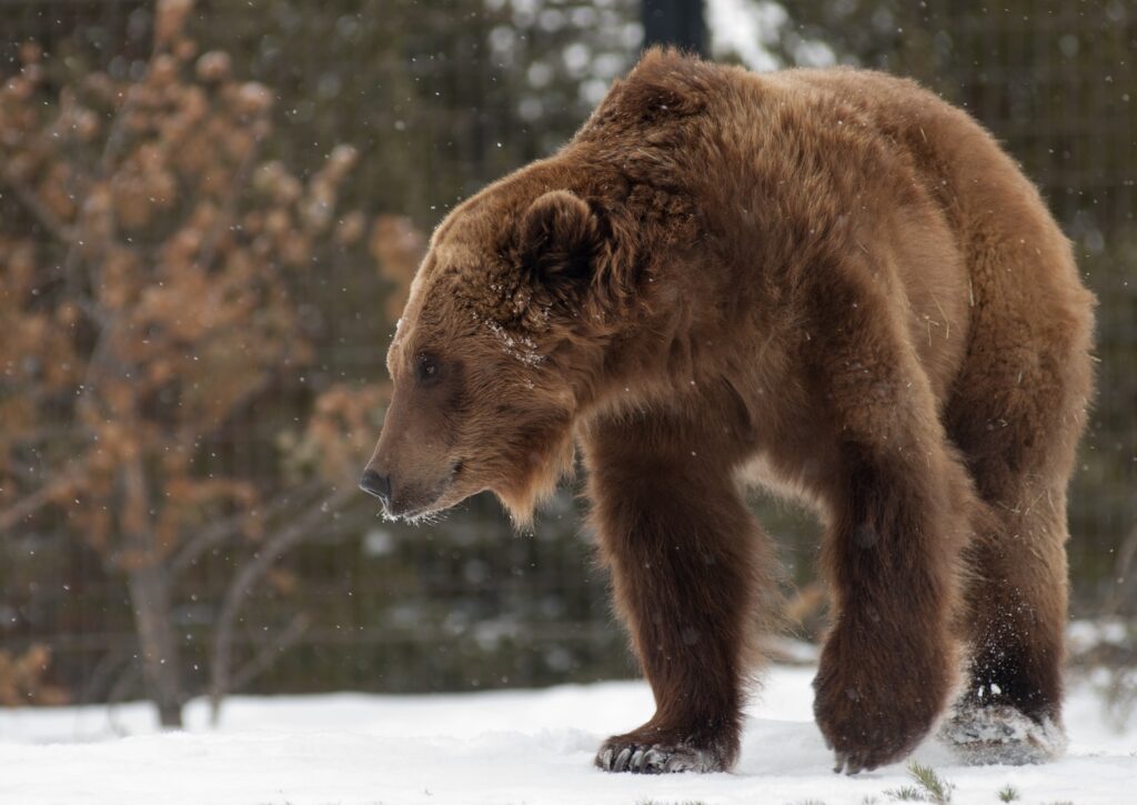 Grizzly bear at the Grizzly & Wolf Discovery Center in West Yellowstone