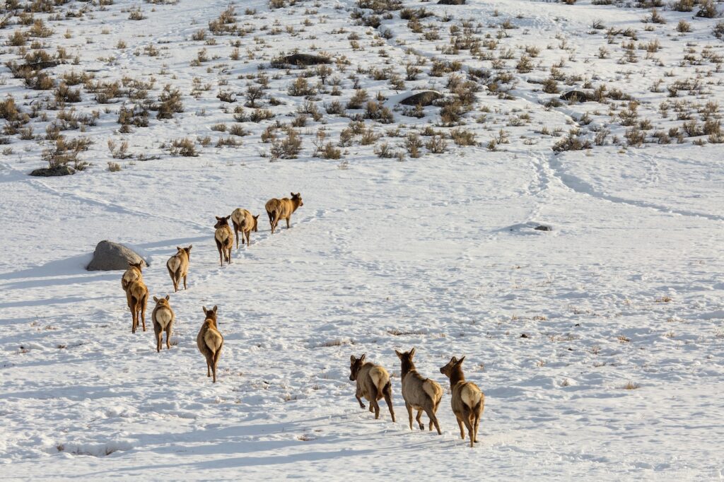 Herd of cow elk walking single file across a snowy hillside dotted with sagebrush