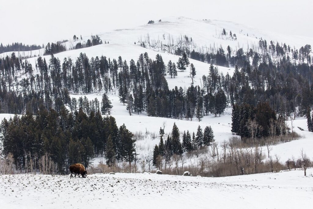 Bison grazing in deep snow below Specimen Ridge in Yellowstone's Lamar Valley area in winter