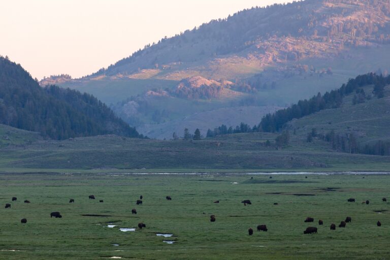 Bison herd grazing in Yellowstone's Lamar Valley at sunrise, a day trip from Bozeman through the North Entrance
