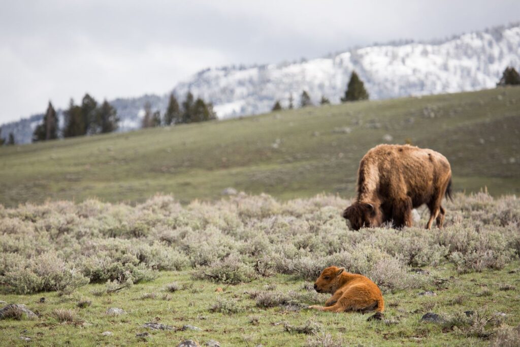 Bison cow grazing above her reddish newborn calf in a green Yellowstone meadow below snowy hills in May