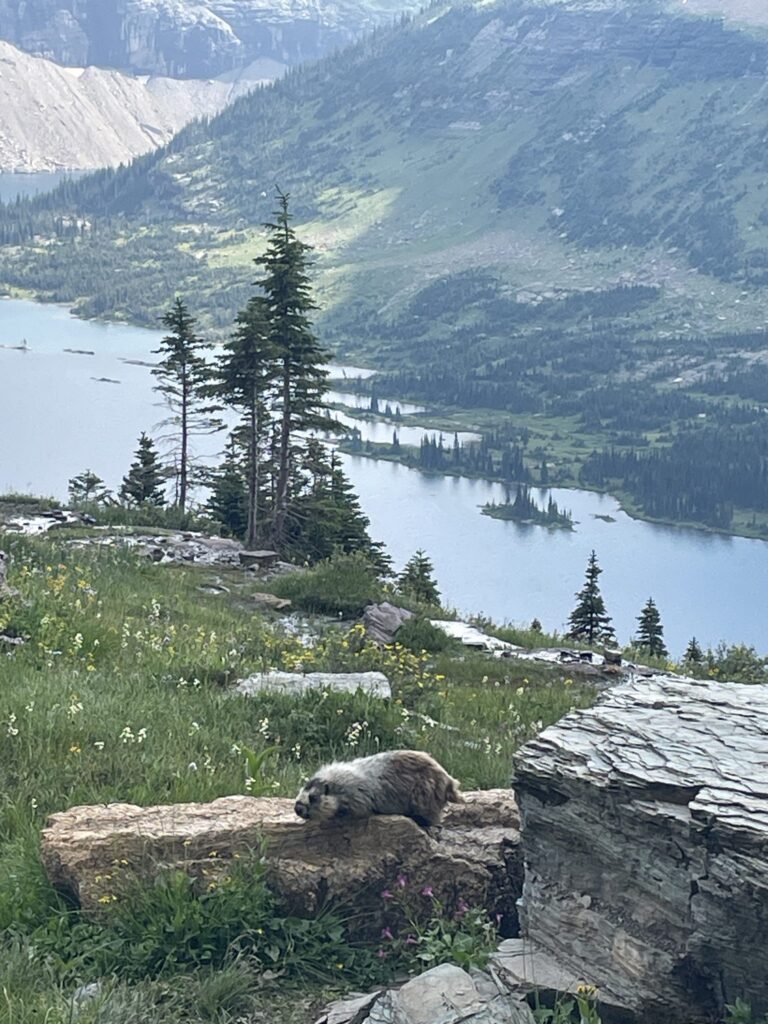 Hoary marmot resting on a flat rock among wildflowers, with Hidden Lake and forested slopes far below